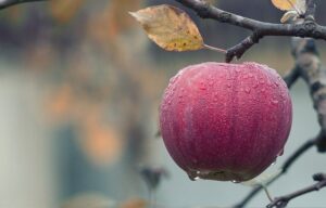 ประโยชน์ของแอปเปิ้ลแดง ผลไม้มหัศจรรย์