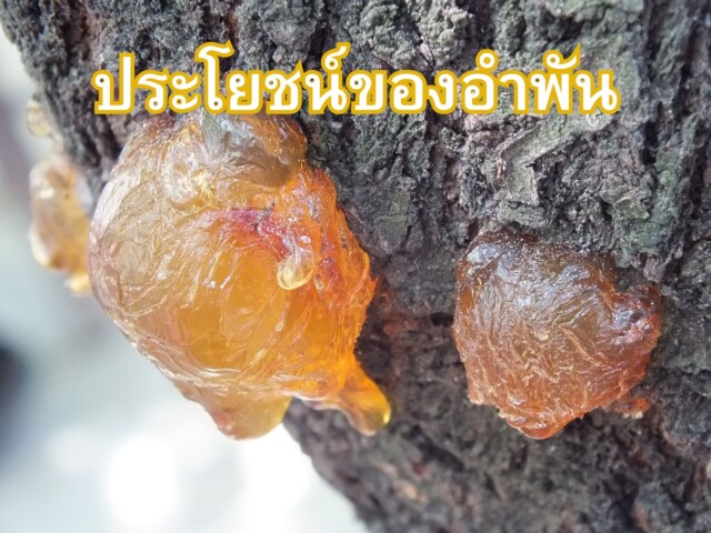 ประโยชน์ของอำพัน