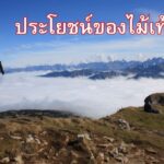 ประโยชน์ของไม้เท้า