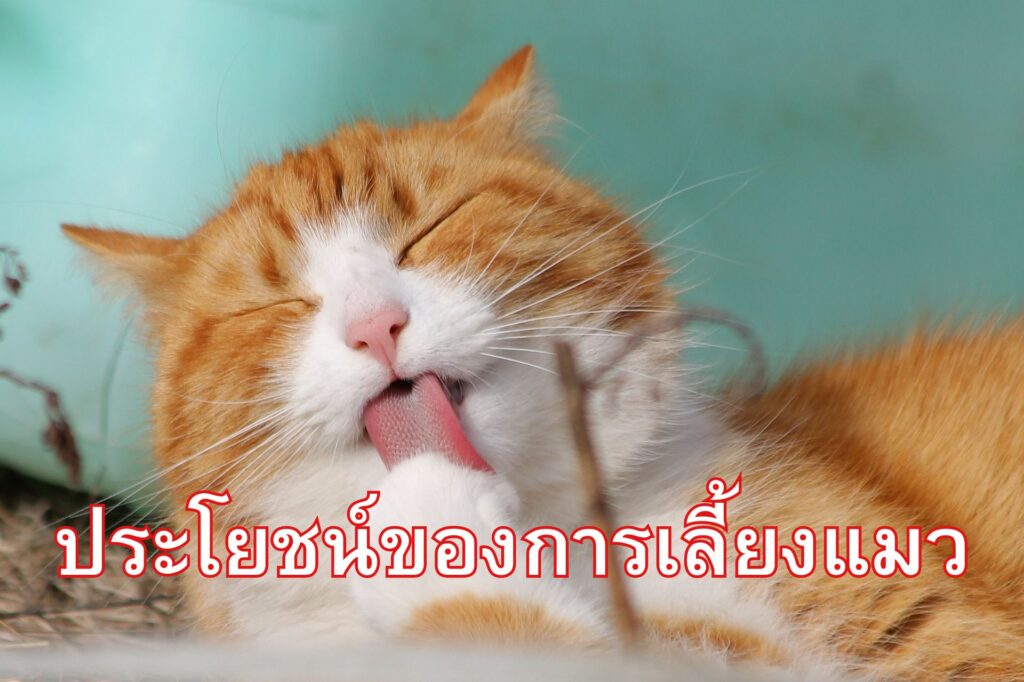 ประโยชน์ของการเลี้ยงแมว