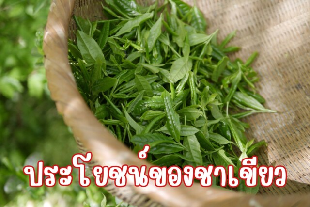 ประโยชน์ของชาเขียว