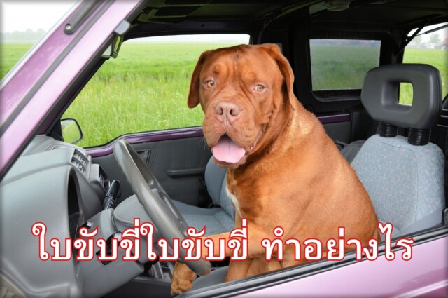 ใบขับขี่ใบขับขี่ ทำอย่างไร