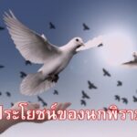 ประโยชน์ของนกพิราบ
