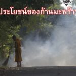 ประโยชน์ของก้านมะพร้าว