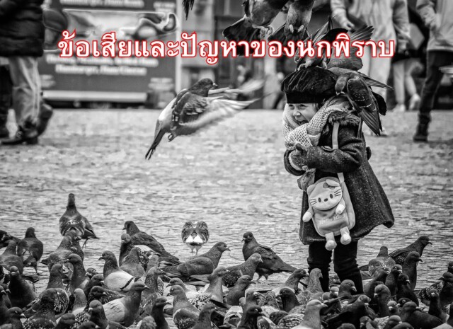 ข้อเสียและปัญหาของนกพิราบ