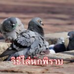 วิธีไล่นกพิราบ
