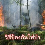 วิธีป้องกันไฟป่า