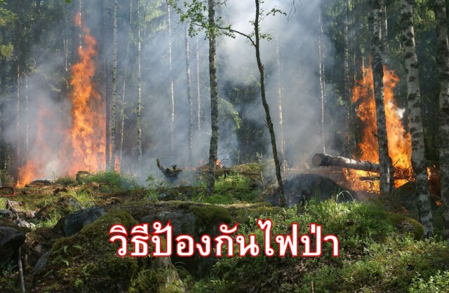 วิธีป้องกันไฟป่า