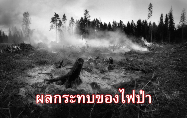 ผลกระทบของไฟป่า