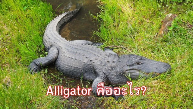 แอลลิเกเตอร์ คืออะไร?