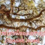 ประโยชน์ของเคราฤๅษี (Spanish moss)