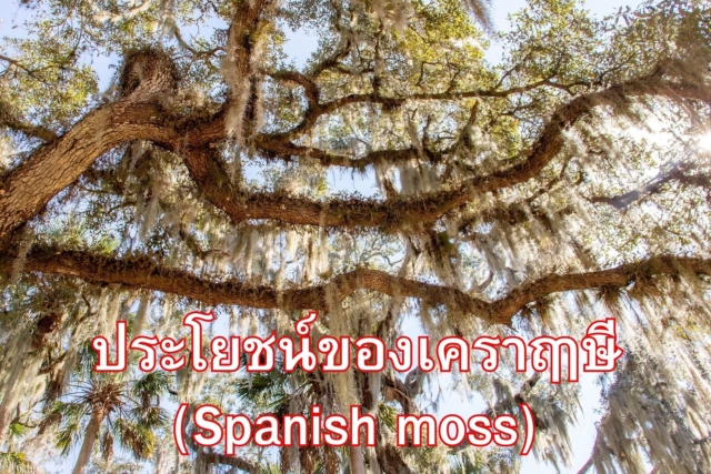 ประโยชน์ของเคราฤๅษี (Spanish moss)