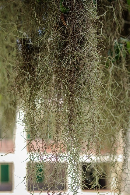 ประโยชน์ของเคราฤๅษี (Spanish moss)