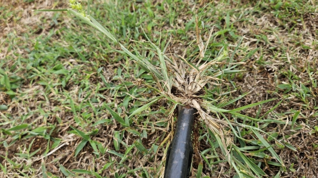 ภารกิจพิชิตหญ้าหนาม (Sandbur): วิธีกำจัดให้สิ้นซากจากสนามหญ้าในโอคลาโฮมา