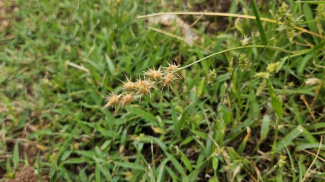 ภารกิจพิชิตหญ้าหนาม (Sandbur): วิธีกำจัดให้สิ้นซากจากสนามหญ้าในโอคลาโฮมา