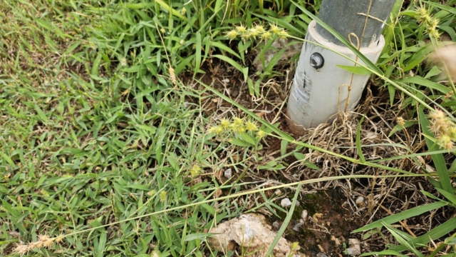 ภารกิจพิชิตหญ้าหนาม (Sandbur): วิธีกำจัดให้สิ้นซากจากสนามหญ้าในโอคลาโฮมา