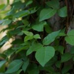 พิษร้าย “พอยซัน ไอวี่” (Poison Ivy)