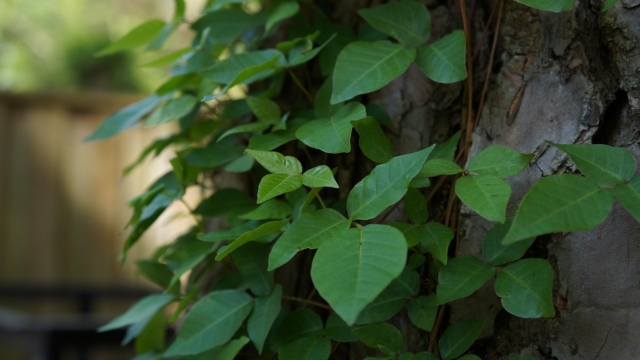 พิษร้าย “พอยซัน ไอวี่” (Poison Ivy)